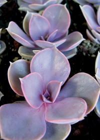 Echeveria 'Perle von Nuremberg'